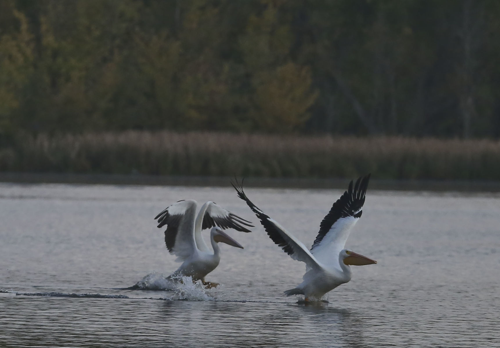 Peilicans 13 10.10.18.JPG